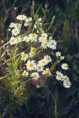 Organic chamomile flowers.Summer field in sunset colors.  Daisy-like plants in the sunset colors - 133337785