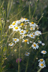 Organic chamomile flowers.Summer field in sunset colors.  Daisy-like plants in the sunset colors - 133337791