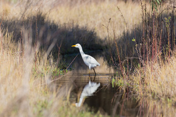 Obraz na płótnie Canvas White egypt egret has over water