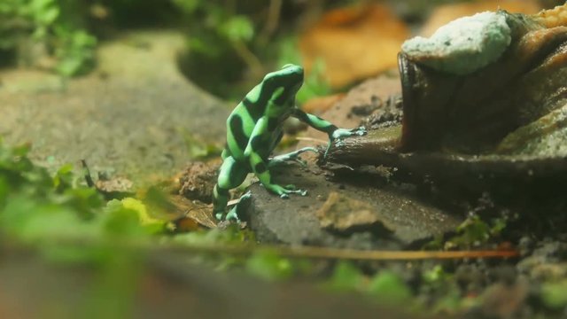 green black dart poison frog costa rica dendrobates auratus