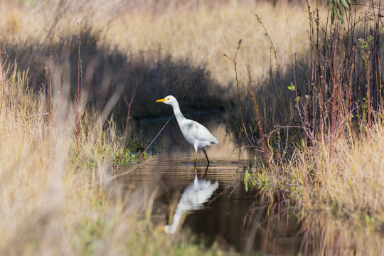 White egypt egret has over water