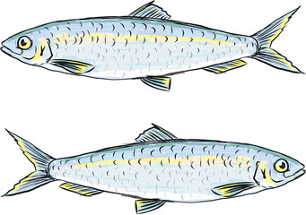 Herring fish vector sketch illustration clip-art image