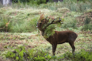Majestic powerful red deer stag Cervus Elaphus in forest landsca
