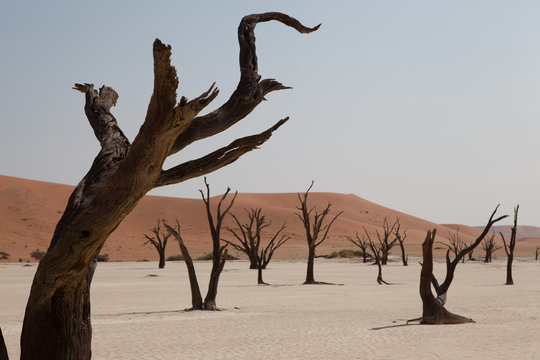 Foret d'arbres fossiles