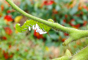 A Suffering Tobacco / Tomato Hornworm as host to parasitic braconid wasp eggs on a Tomato Plant in a vegetable garden.