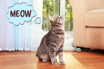 Cute cat at home and word MEOW on background