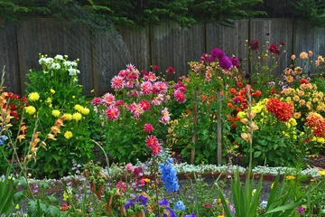 Photo sur Plexiglas Dahlia Jardin de dahlia coloré en été