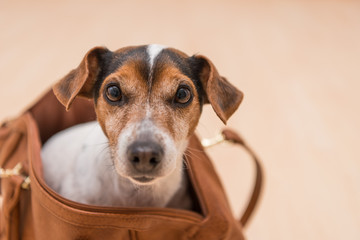 Dog in handbag - jack russell terrier
