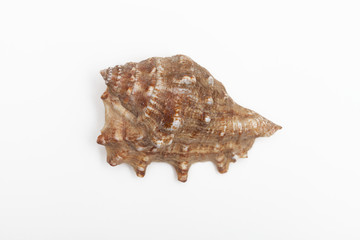 The shell of a type of sea snail called a murex