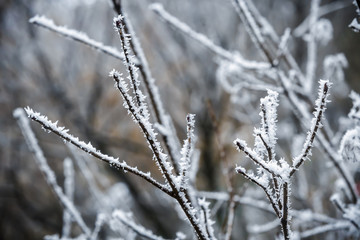 Winter branches of trees in hoarfrost 