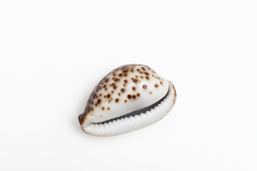 The shell of a type of sea snail called a cowrie or cowry