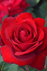 Close up of beautiful single red rose