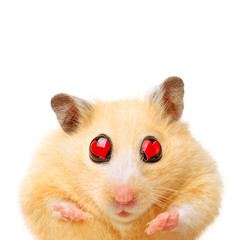 Hamster with hearts in eyes