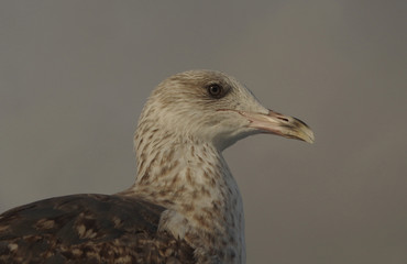 Head of a young herring gull in the evening light
