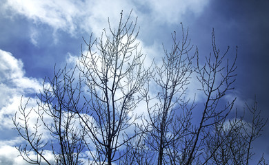 Tree loss cloudy