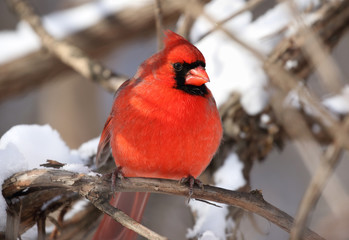cardinal rouge en hiver