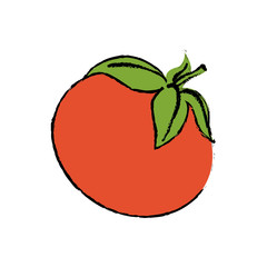 Fresh tomato vegetable icon vector illustration graphic design