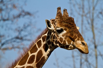 Giraffe - Giraffa camelopardalis