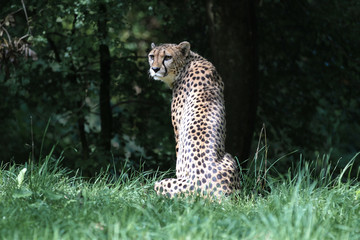 Gepard - Acinonyx jubatus © rudiernst