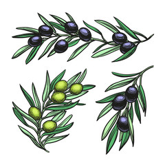Obraz na płótnie Canvas vector illustration of olive branches.