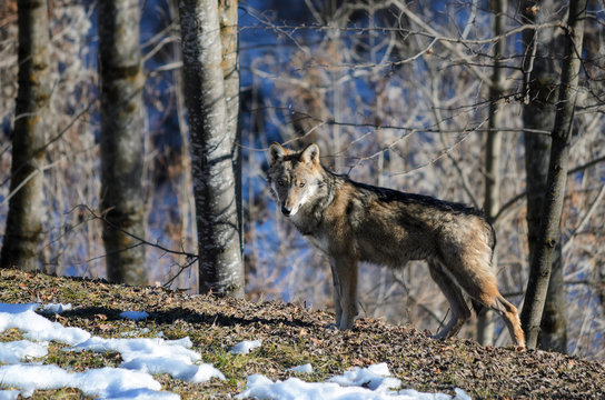 Fototapeta Young italian wolf (canis lupus italicus) in wildlife centre "Uomini e lupi" of Entracque, Maritime Alps Park (Piedmont, Italy)