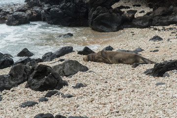 Fototapeta premium Hawaiian monk seal at the Kaena Point, Oahu
