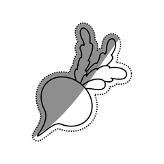 Fresh radish vegetable icon vector illustration graphic design