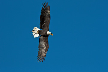 Weißkopfseeadler - Haliaeetus leucocephalus