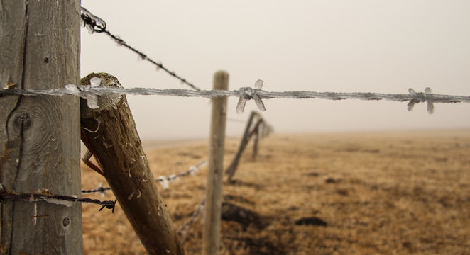 Frosty Fence