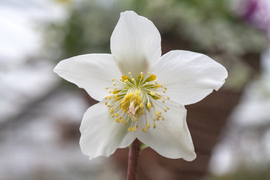 Helleborus Niger