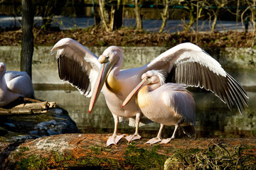 Rosa Pelikan - Pelecanus onocrotalus