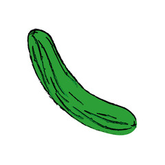 Fresh cucumber vegetable icon vector illustration graphic design