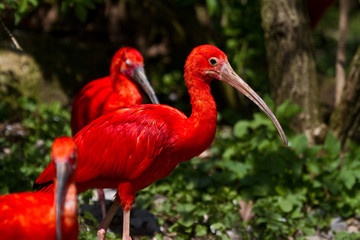 Scharlachsichler - Eudocimus ruber - Roter Ibis
