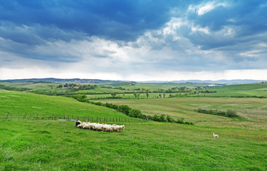 Tuscany rural landscape. Cattle flock sheep grazing green grass among the panorama green fields and blue sky. Sheep provide merino wool, mutton, milk.