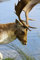 Stag against water