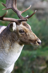 Portrait of a Stag