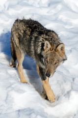 Young italian wolf (canis lupus italicus) in wildlife centre 