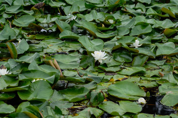 blooming water lilies in a pond