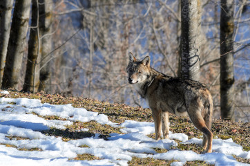 Fototapeta na wymiar Young italian wolf (canis lupus italicus) in wildlife centre 