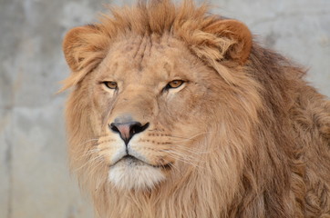 Naklejka premium ライオン