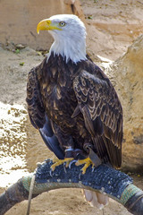 Bald Eagle.
