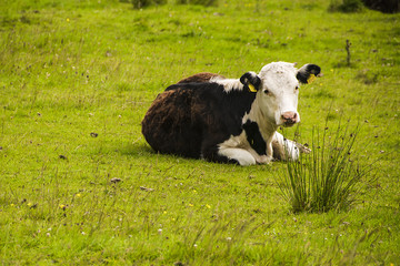Cow resting in grass.