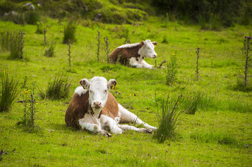 Resting cows.