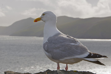 Seagull portrait.
