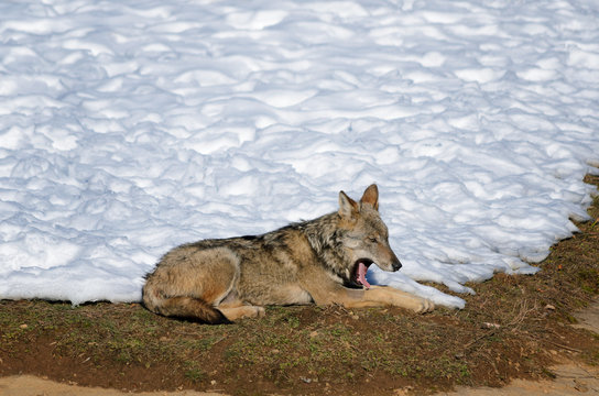 Fototapeta Young italian wolf (canis lupus italicus) in wildlife center "Uomini e lupi" of Entracque, Maritime Alps Park (Piedmont, Italy)