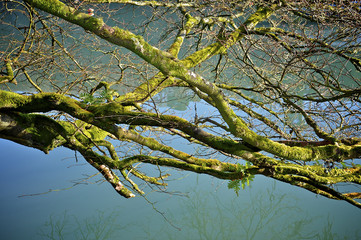 Green Branches 
