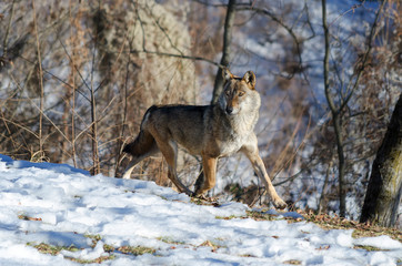 Fototapeta na wymiar Male italian wolf (canis lupus italicus) in wildlife center 