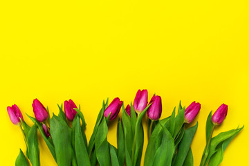 Fresh beautiful lila tulips on yellow colorful background. Sprin