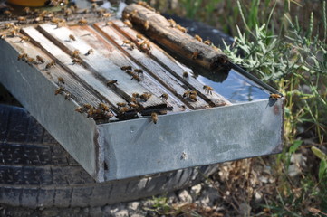 Bees in Cyprus