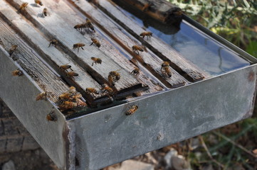 Bees in Cyprus